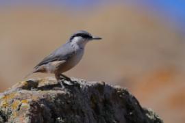 Kowalik skalny - Sitta neumayer - Western Rock-Nuthatch