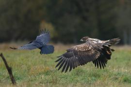 Bielik - White-tailed Sea Eagle