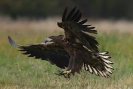 Bielik - White-tailed Sea Eagle