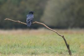 Kruk - Common Raven