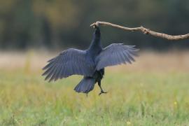 Kruk - Common Raven