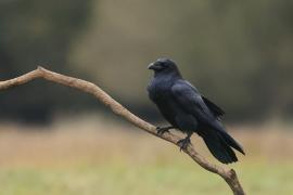 Kruk - Common Raven