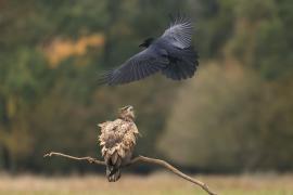 Kruk - Common Raven