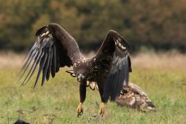 Bielik - White-tailed Sea Eagle