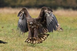 Bielik - White-tailed Sea Eagle