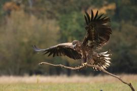 Bielik - White-tailed Sea Eagle