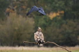 Bielik - White-tailed Sea Eagle