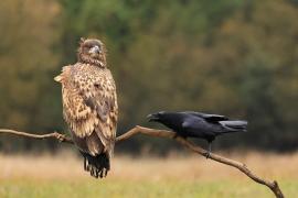 Bielik - White-tailed Sea Eagle