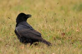 Kruk - Common Raven