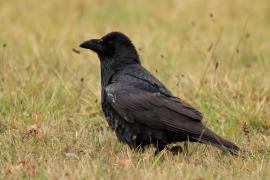 Kruk - Common Raven