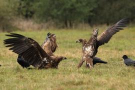 Bielik - White-tailed Sea Eagle