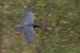 Kruk - Common Raven