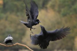 Kruk - Common Raven