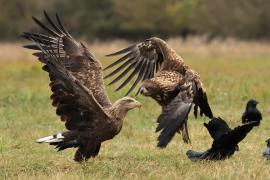 Bielik - White-tailed Sea Eagle