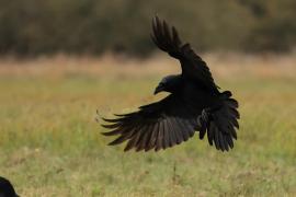 Kruk - Common Raven