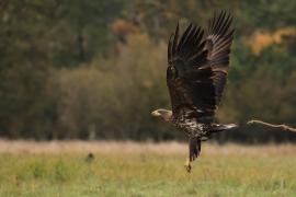 Bielik - White-tailed Sea Eagle