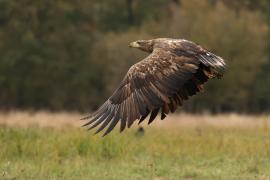 Bielik - White-tailed Sea Eagle