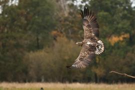 Bielik - White-tailed Sea Eagle