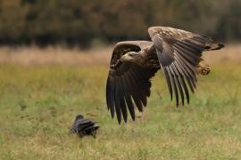 Bielik - White-tailed Sea Eagle