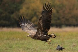 Bielik - White-tailed Sea Eagle