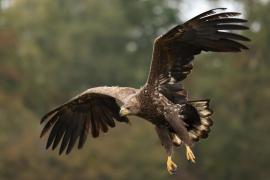 Bielik - White-tailed Sea Eagle