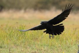 Kruk - Common Raven