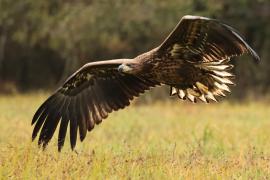 Bielik - White-tailed Sea Eagle