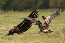 Bielik - White-tailed Sea Eagle