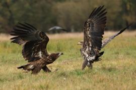 Bielik - White-tailed Sea Eagle