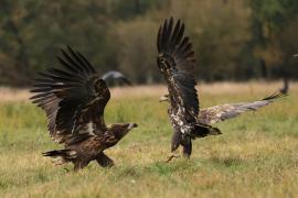 Bielik - White-tailed Sea Eagle