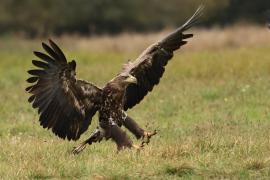 Bielik - White-tailed Sea Eagle