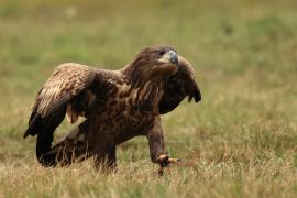 Bielik - White-tailed Sea Eagle