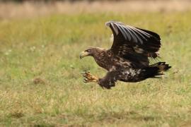 Bielik - White-tailed Sea Eagle