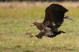 Bielik - White-tailed Sea Eagle
