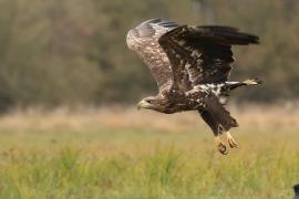 Bielik - White-tailed Sea Eagle