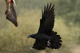 Kruk - Common Raven