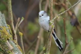 Raniuszek - Long-tailed Tit