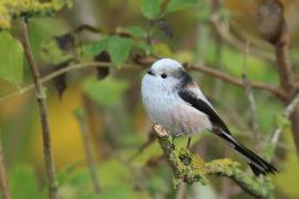 Raniuszek - Long-tailed Tit