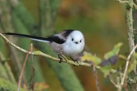 Raniuszek - Long-tailed Tit