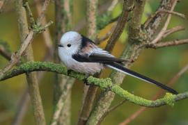 Raniuszek - Long-tailed Tit