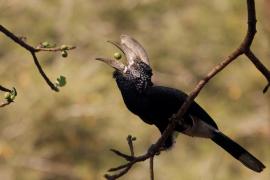 Dzioborożec srebrnolicy - Bycanistes brevis - Silvery-cheeked Hornbill