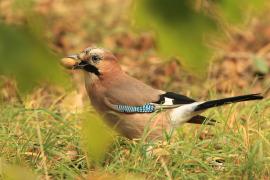 Sójka - Eurasian Jay