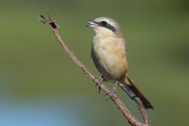 Dzierzba zmienna - Long-tailed Shrike