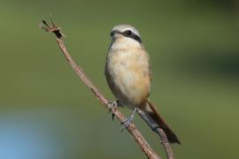 Dzierzba zmienna - Long-tailed Shrike