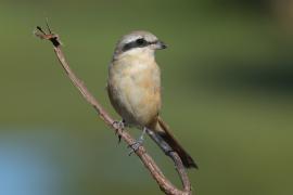 Dzierzba zmienna - Long-tailed Shrike