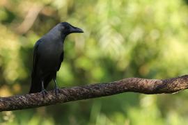 Wrona orientalna - House Crow