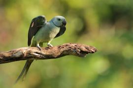 Aleksandretta seledynowa - Malabar Parakeet