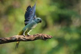 Aleksandretta seledynowa - Malabar Parakeet