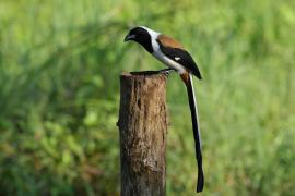 Srokówka białobrzucha - White-bellied Treepie