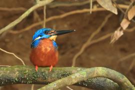 Zimorodek granatowy - Blue-eared Kingfisher